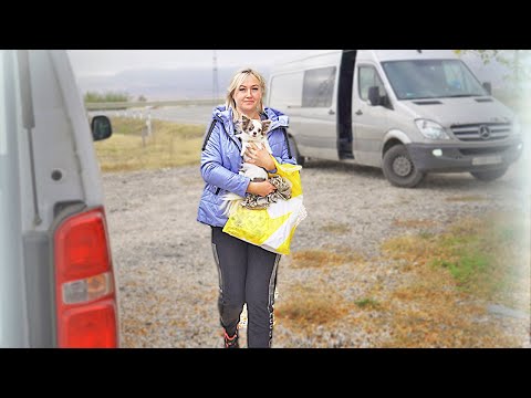 Видео: Двух собак неожиданно вернули назад в питомник!