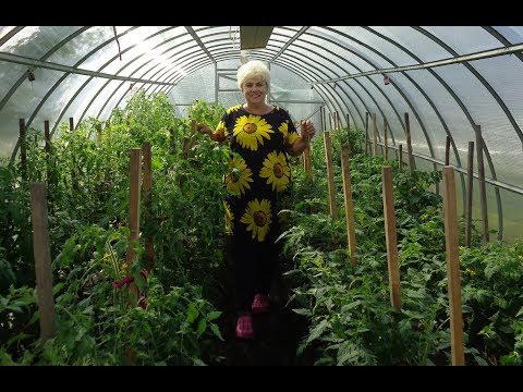 Видео: ЧТО ДЕЛАТЬ, ЕСЛИ В ТЕПЛИЦЕ + 50 ГРАДУСОВ? Ольга Чернова.