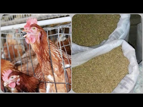 Видео: ✅ДВА СЕКРЕТА ВЫГОДНЫХ КУР👍🏻 100% ДОХОД когда мы ворованных кур кормили ворованным комбикормом