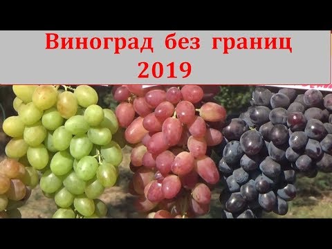 Видео: Выставка "Виноград без границ" в Новочеркасске 31 августа 2019 г.