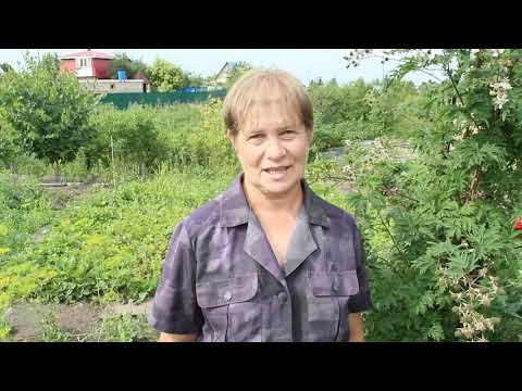 Видео: Ежевика Эвергрин торнлес