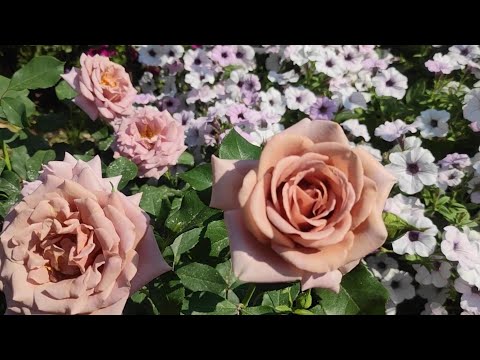 Видео: Роза Коко Локо 🌹🍃
Rosa Koko Loko