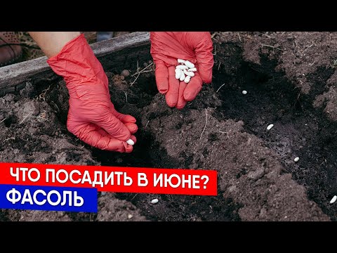 Видео: Что посадить в июне? Фасоль