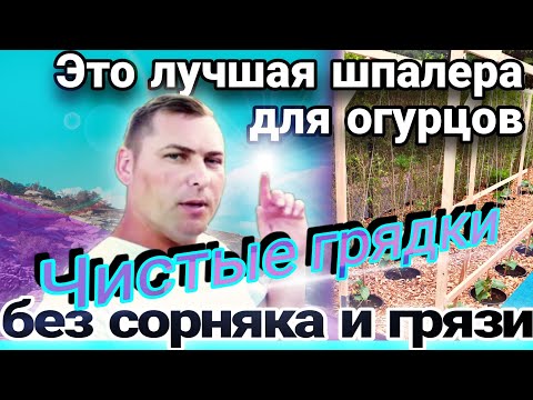 Видео: Огород без грязи и сорняка / Супер шпалера для огурцов