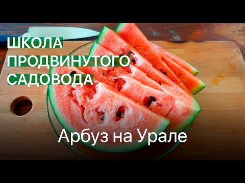 Видео: Арбуз на Урале. Школа продвинутого садовода