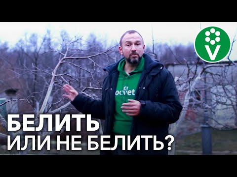 Видео: Глупость или нужное дело? Вся правда о побелке деревьев