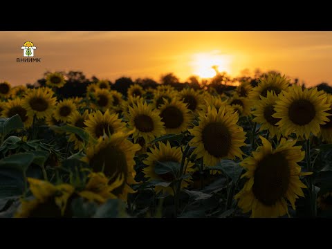 Видео: День поля масличных культур и сахарной свеклы. ВНИИМК 2023
