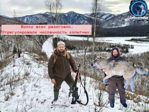Видео: Волки в деле.  Охота на копытных в январе.  Закрытие сезона.