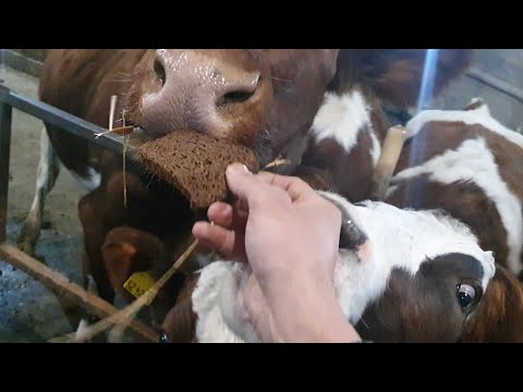 Видео: Первая зимовка с коровами.