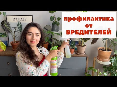 Видео: Как не допустить появление ВРЕДИТЕЛЕЙ на КОМНАТНЫХ РАСТЕНИЯХ