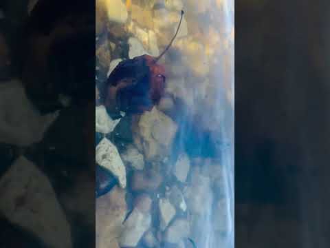 Видео: Работа фидерной кормушки «Окна» с живым компонентом #fishing #рыбалка