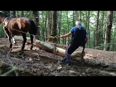 Видео: 🌞🥵Як ми працюємо в лісі 🐎🌳поїздка по дрова 🪓🪚