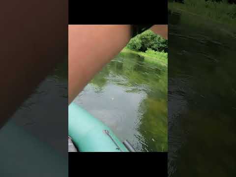 Видео: МАТЕРАЯ ЩУКА утащила ГОЛАВЛЯ #рыбалка #рыбалка2024 #fishing