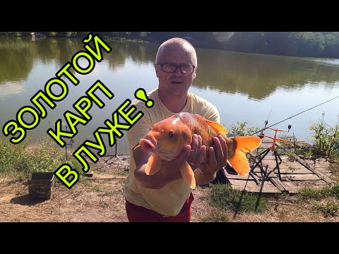 Видео: ЗОЛОТОЙ КАРП В ЛУЖЕ! РИБАЛКА НА ФЛЕТ! 26.08.2024.