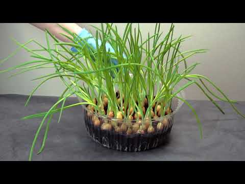 Видео: ⚠ Лук на зелень. Супер удачный способ выращивания. Бизнес идея. Часть 3