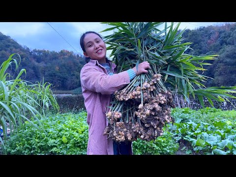Видео: Холодной зимой имбирь в самом разгаре. Съешьте немного имбиря, и он будет согревать вас весь день.