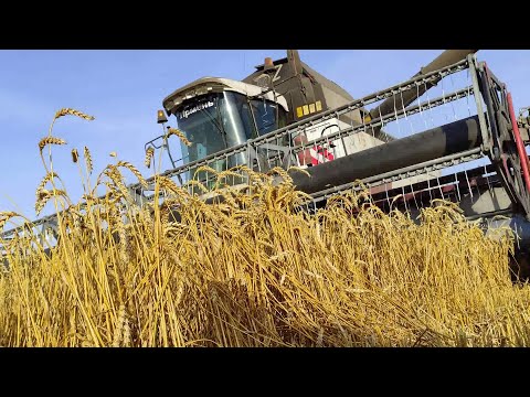 Видео: ЗАО племзавод «ИРМЕНЬ»