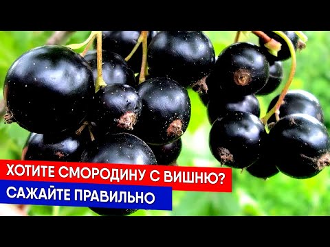 Видео: Смородина размером с вишню - сажайте правильно