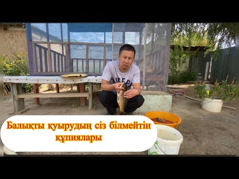 Видео: Жарим рыбу по Чемпионский! 