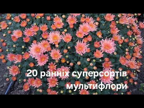 Видео: 20 суперсортів ранніх хризантем мультифлори.Відео-каталог кулеподібних хризантем