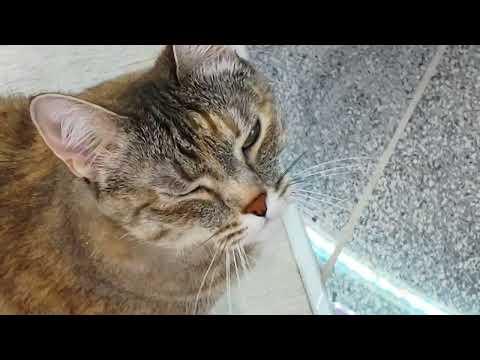 Видео: Добавил Калий в аквариум, растения говорят Спасибо.