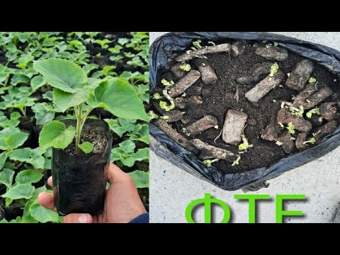 Видео: Посадка черенков Павлонии /Павлония каламчасини экиш жараёни  ( М1  ва  ФТЕ каламча)