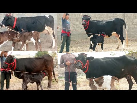 Видео: +992934837370☎️ ГОВХОИ ЧËРНО-ПËСТРИ ДУГОНИК ЗОЙ, ВА ШВЕДХОИ ТОЗЗА ОРИГИНАЛ ОМАД СРОЧНО ФРУХТА МЕШАД