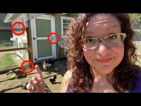 Видео: Нет, ваши куры НЕ ЗАЩИЩЕНЫ от хищников (пока вы не сделаете ЭТОГО) 🦅❤️🐔