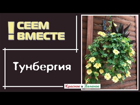 Видео: Посев ТУНБЕРГИИ  для начинающих. Все тонкости и нюансы.