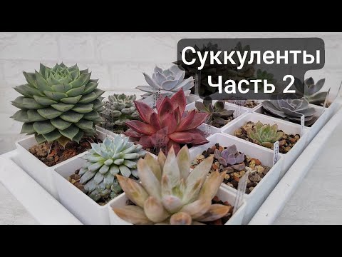 Видео: Обзор коллекции суккулентов (~150 разновидностей) ЧАСТЬ 2