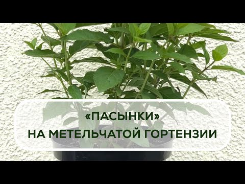 Видео: Пасынки на метельчатой гортензии.