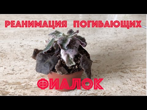 Видео: ФИАЛКИ. Реанимация погибающих фиалок. Rehab dying African Violets.