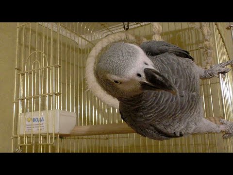 Видео: 1 апреля - день улыбок и веселЬя)! и...у Жана День РожденЬя)!