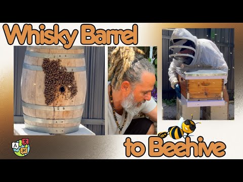 Видео: Пчелиный рой из бочки из-под виски в улей