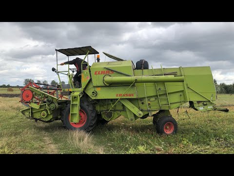 Видео: Молотимо гречку комбайном CLAAS CONSUL