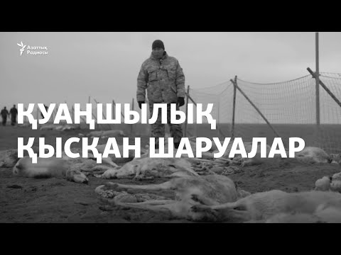 Видео: БҚО-ны қуаңшылық қысты. Шаруалар тағы киікке шүйлікті