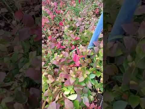 Видео: Саженцы брусники Аммерланд. Коралл. Ред Перл с питомника Small Gardens