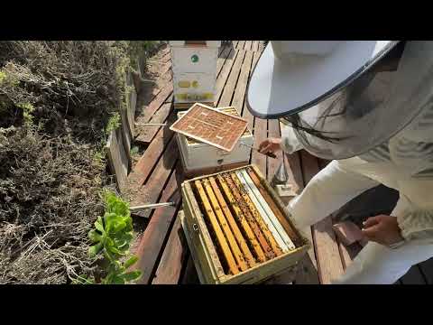 Видео: October checking- октябрьская проверка. 