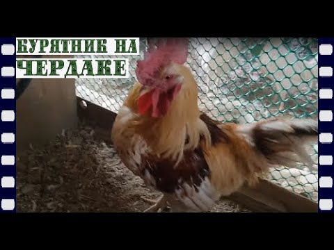 Видео: курятник на чердаке video 2019 01 26 21 19 56