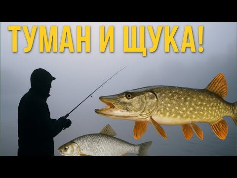 Видео: Туманное утро и неожиданная щука! Рыбалка на Волге
