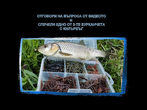 Видео: Риболов на кефал с воблери и силикони. Chub Fishing.