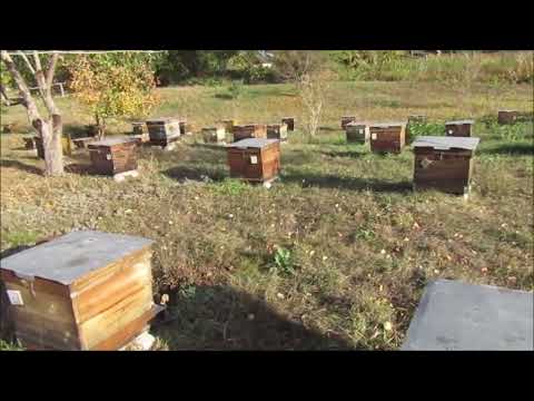 Видео: Наступает время мышей (летковые заградители)!