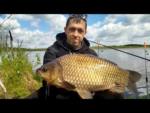 Видео: ЛОГОВО ГИГАНТСКИХ КАРАСЕЙ!!! РЕКОРДНЫЙ КАРАСЬ!!! Карась больше 1кг.! Big crucian! Record! Big fish!