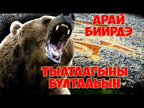 Видео: Тыатаагыны бултааьын / Арай - биирдэ