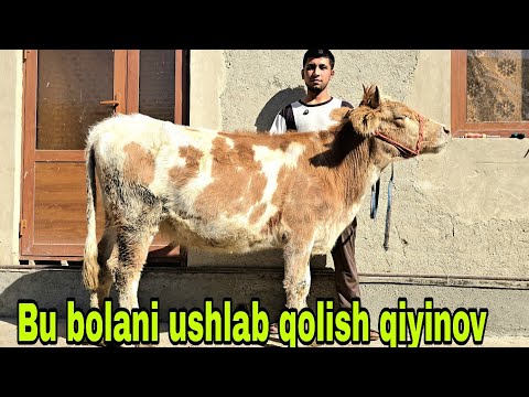 Видео: Akbarshox ukamizdan yangisi bu narxlar yanada arzon bo'lib ketdi 8 октября 2025 г.
