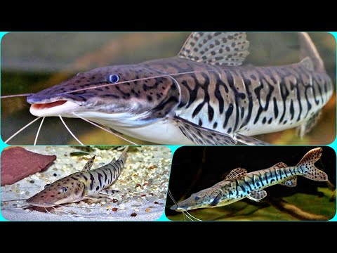 Видео: Аквариумный сом Псевдоплатистома Содержание Кормление и Совместимость сома с другими рыбками