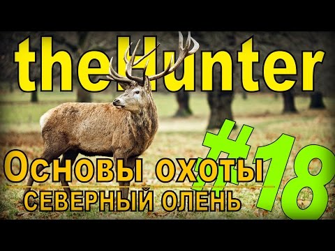 Видео: the Hunter - Северный олень [Основы охоты] #18