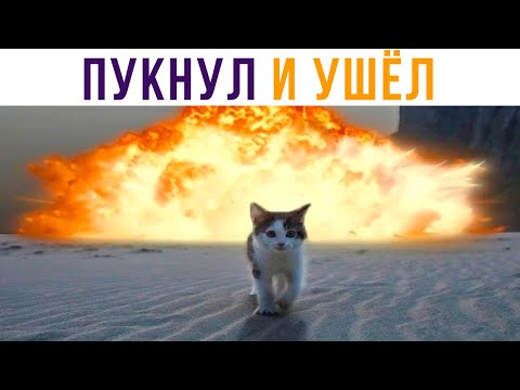 Видео: Пукнул и ушёл в другую комнату) Приколы с котами | Мемозг 585