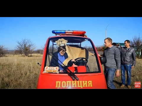 Видео: Львица в машине- туристка В ШОКЕ! Lioness in the car-tourist IN SHOCK!