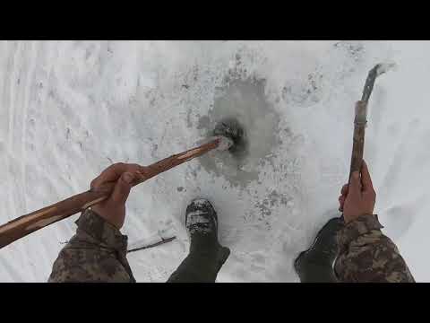 Видео: Налим на тычки